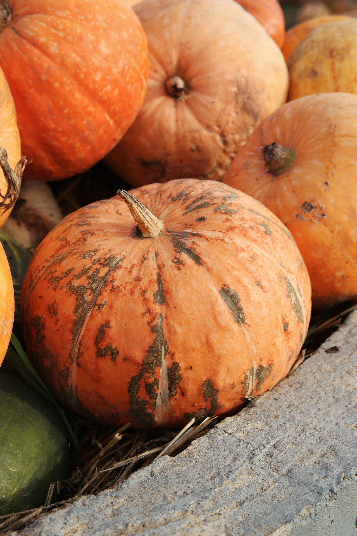 Chuť jesene: Tekvice, jablká a koreniny, ktoré zahrejú